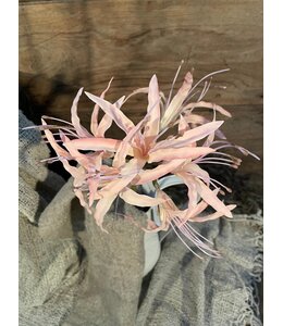Nerine spray pink 91cm
