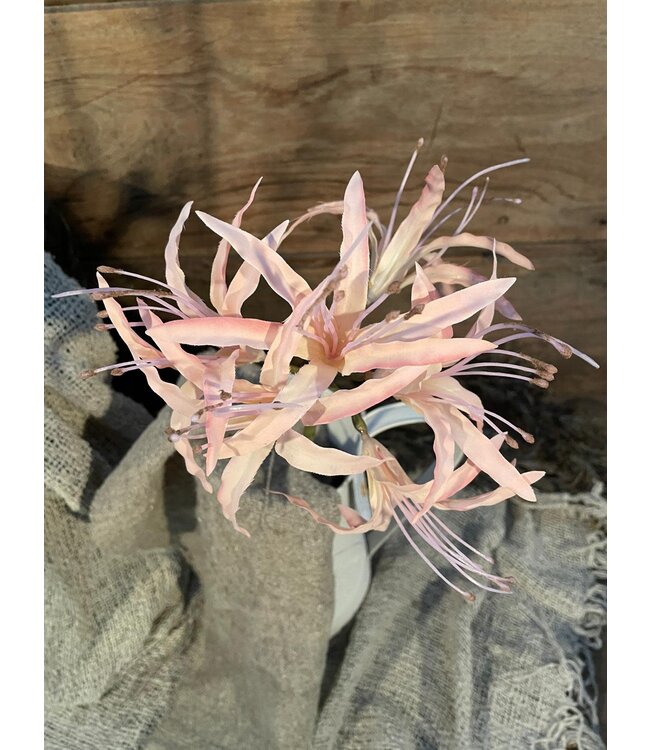 Nerine spray pink 91cm