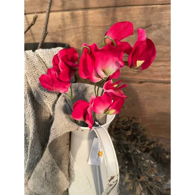 Countryfield Lathyrus oradus donkerroze-L13B8H43CM - siererwt