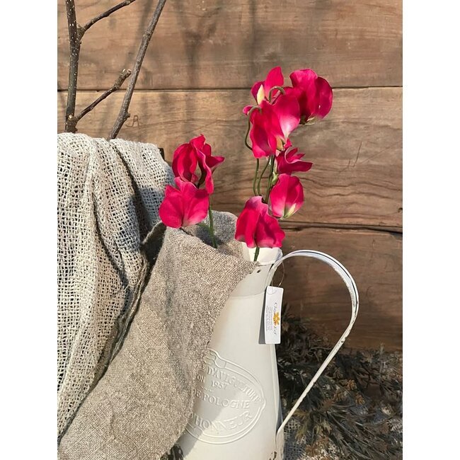 Countryfield Lathyrus oradus donkerroze-L13B8H43CM - siererwt