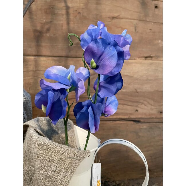 Countryfield Lathyrus oradus blauw-L13B8H43CM - siererwt