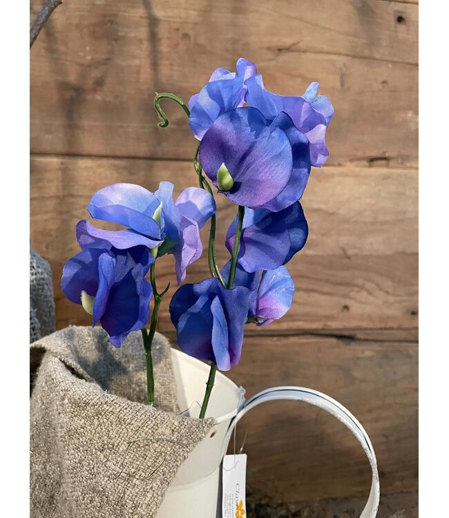 Countryfield Lathyrus oradus blauw-L13B8H43CM - siererwt