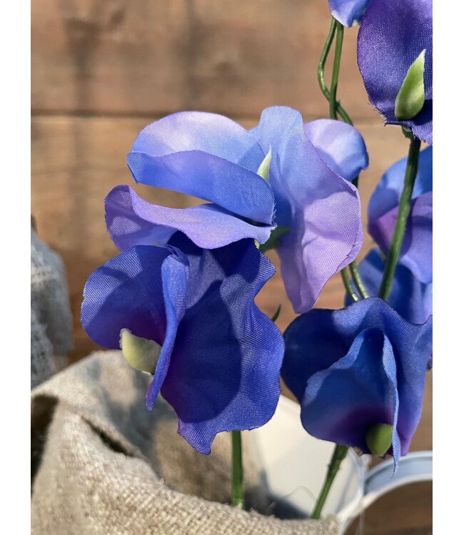 Countryfield Lathyrus oradus blauw-L13B8H43CM - siererwt