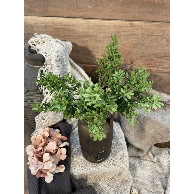 ## France Fragrant Tea Bush 25 cm