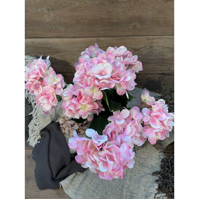 BUSH HORTENSIA x 9 PINK