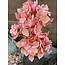 Hydrangea Spray mit 3 flower köpfe, 65 cm, peach