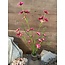 flowerheadspray, 68 cm, fuchsia