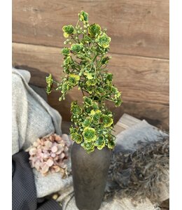 Gipskruid - 70cm -  groen