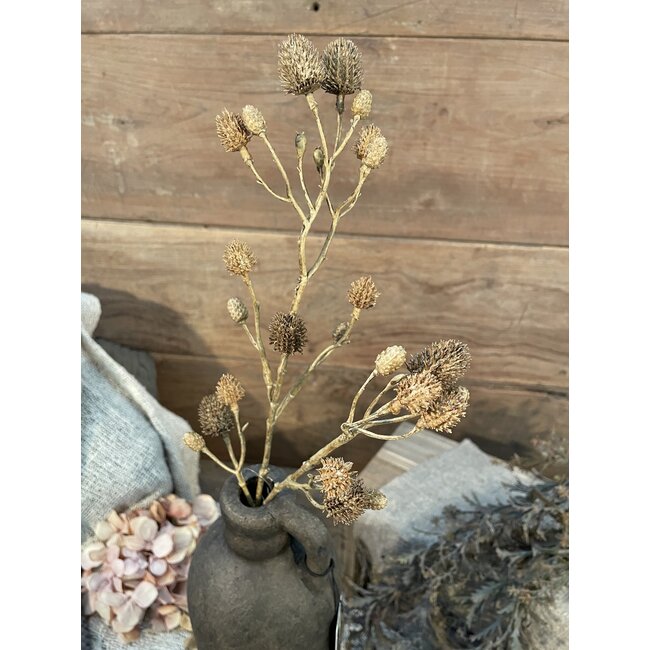 Eryngium l.bruin-L3B10H57CM - kunst