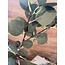 Countryfield Eucalyptus groen-L17B17H90CM
