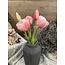 Triumph tulip bundle Sally x5 pink 29cm