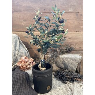 Olijfboom in pot "Bonsai" 50 cm