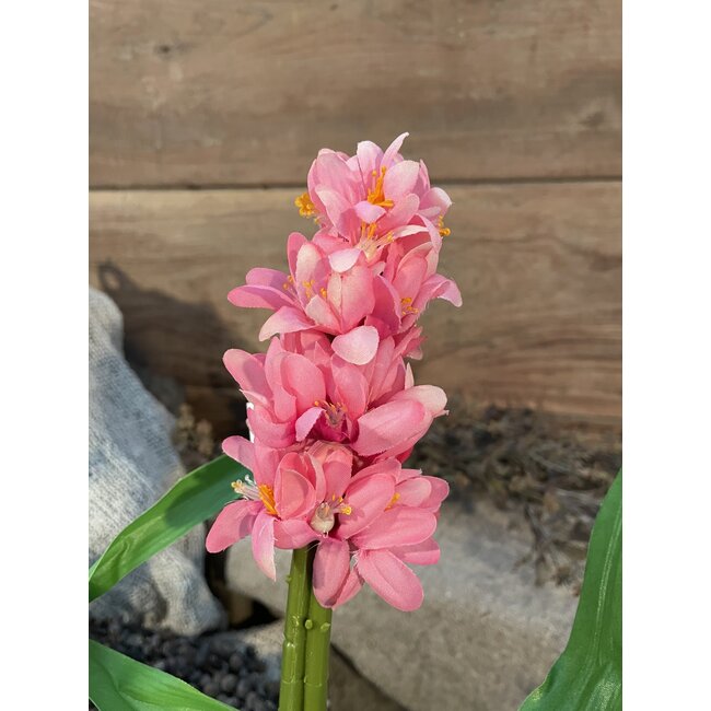 # Fuchsia hyacint 45 cm