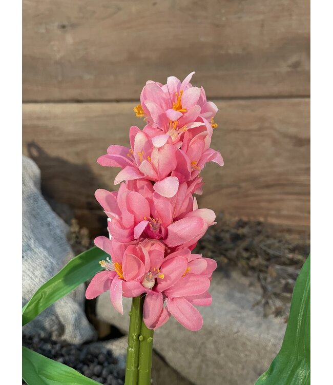 ## Fuchsia hyacint 45 cm