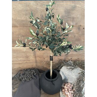 olijfboom in pot op stam 90 cm - per stuk