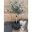 olijfboom in pot op stam 90 cm - per stuk