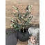 olijfboom in pot op stam 70 cm - per stuk