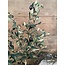 olijfboom in pot op stam 70 cm - per stuk