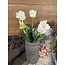 Countryfield Witte tulpen boeket - parkiet/kartel - 5 stelen - 40 cm