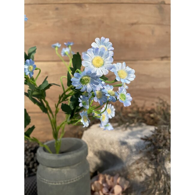 Blauwe margriet 60 cm