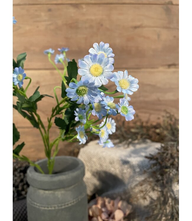 Blauwe margriet 60 cm