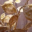 Countryfield Lunaria goud-glitter-L8B15H40CM - bundel