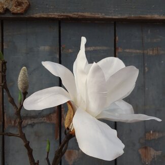 Countryfield ## Witte magnolia "Chayca" 104 cm - L