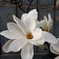 Countryfield # Witte magnolia "Chayca" 104 cm - L