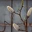 Countryfield # Witte magnolia "Chayca" 104 cm - L