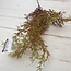 # ASPARAGUS TAK BRN/GRN - kunst - 66 cm