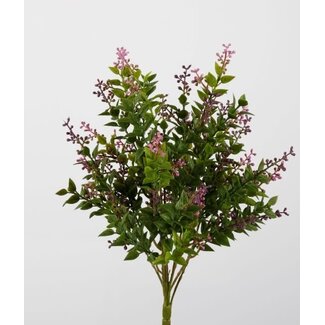 Mint Leaf Bush x42 43cm