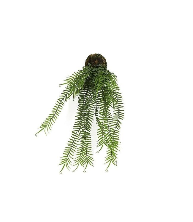 Countryfield Monilophyta S groen-L15B15H70CM