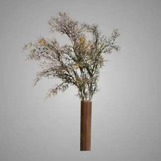 Brynxz ASPARAGUS BUSH BRONZE XL 85 cm