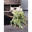~Mini Plant 25cm - groen