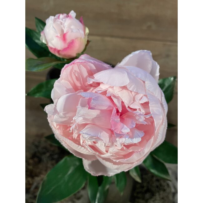 # Roze pioenroos 61 cm