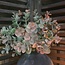 Brynxz # EUCALYPTUS BUSH BRONZE 30 cm - kunst