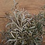 Brynxz # SEDUM-BUSH 32 CM FROSTED-FLOCKED - kunst