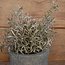 Brynxz # SEDUM-BUSH 32 CM FROSTED-FLOCKED - kunst