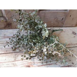 ### Tea Leaf Bush x6 - kunst