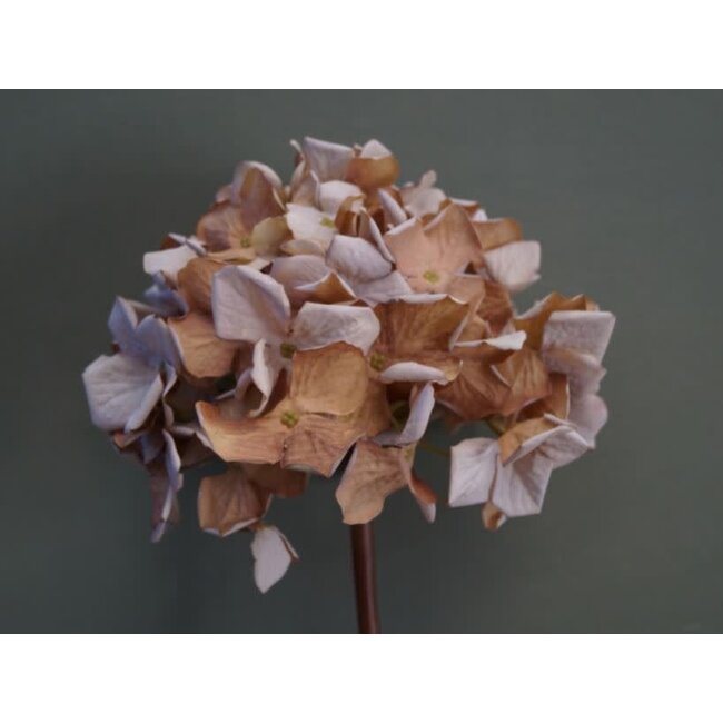 ~Hortensia - Hydrangea spray dried look 62 cm