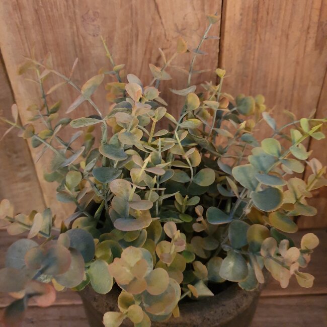 Rood/groene eucalyptus 33 cm