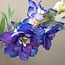 Blauwe delphinium 94 cm