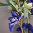 Blauwe delphinium 94 cm