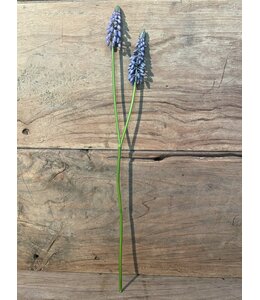 ## Blauwe druif "Muscari Stem" 45cm