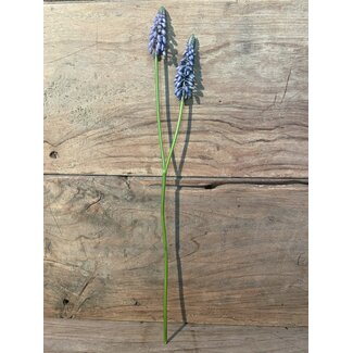 ## Blauwe druif "Muscari Stem" 45cm