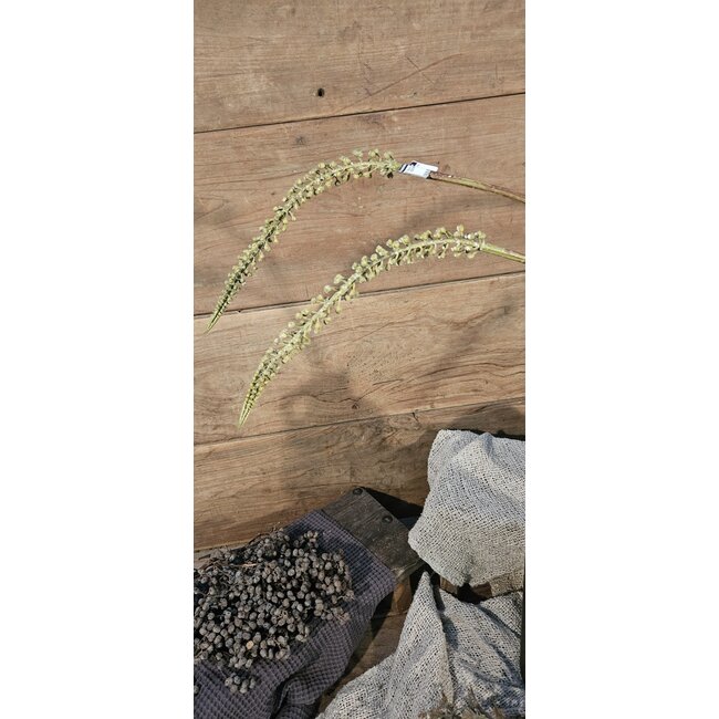 ## Faux Wheat bean branch 01 100CM