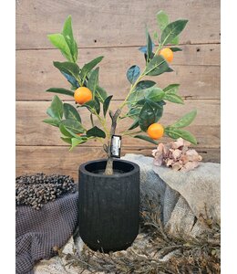 Countryfield Mandarijnenboompje - Citrus sinensis S oranje - 55cm