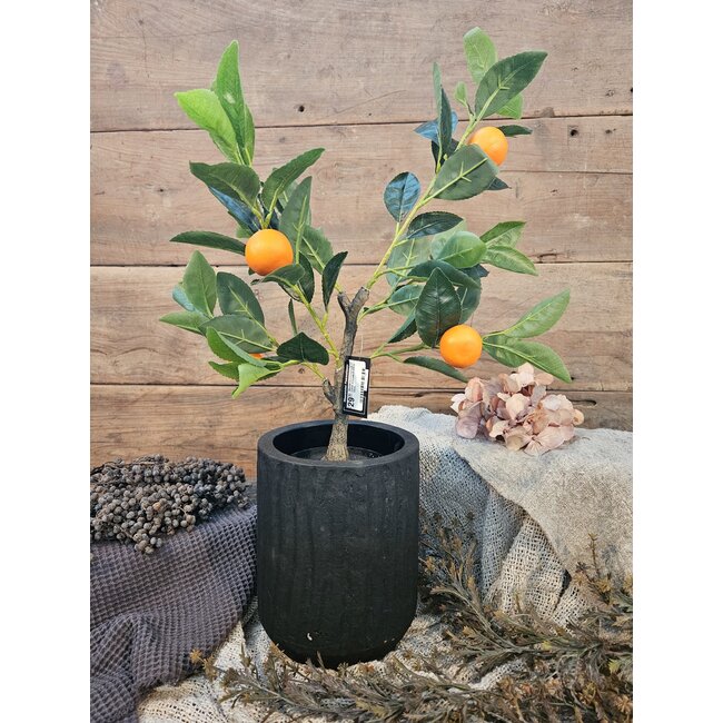 Countryfield Mandarijnenboompje - Citrus sinensis S oranje - 55cm