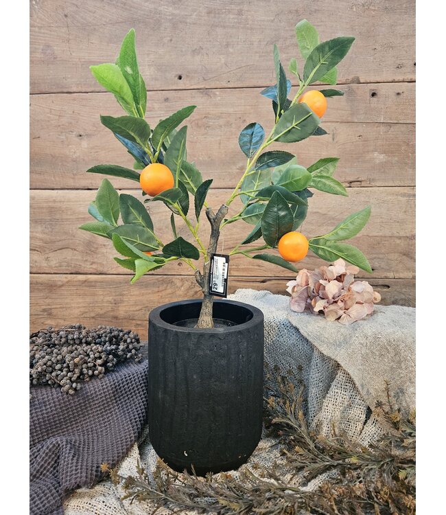 Countryfield Mandarijnenboompje - Citrus sinensis S oranje - 55cm
