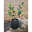 Countryfield Mandarijnenboompje - Citrus sinensis S oranje - 55cm